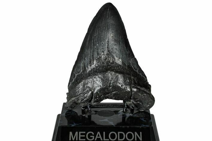 Fossil Megalodon Tooth - South Carolina #299439